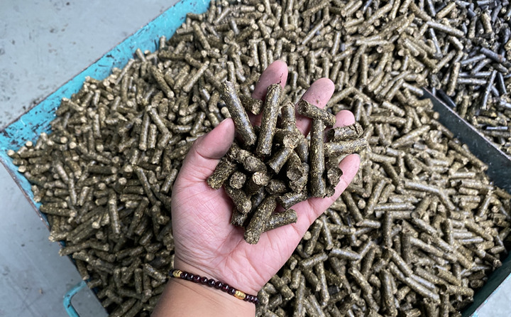 在原料存儲區(qū)，工人將粉碎成大塊木渣投入傳送帶，輸送至一旁的生產(chǎn)區(qū)。在生產(chǎn)區(qū)，經(jīng)二次粉碎和生物質(zhì)燃料顆粒機擠壓后，小木渣變成了一節(jié)節(jié)鉛筆粗細的生物質(zhì)燃料顆粒